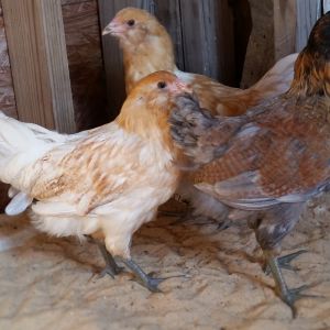 Easter Eggers 10 weeks