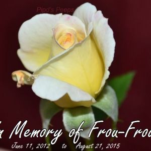 Frou-Frou's Memorial Rose