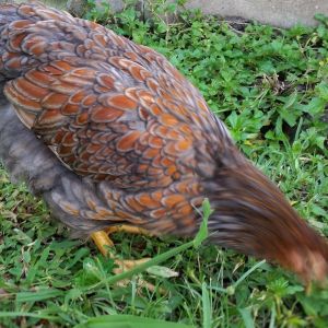 Blue Laced Red Wyandotte 14 weeks (she decided she wanted to move her head for her weekly photo)