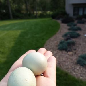 First two eggs from 2015 ladies