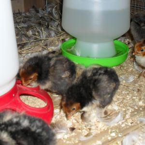 2 day old Golden Spangled Hamburg pullet chicks.