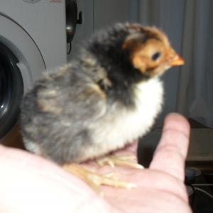 2 day old Golden Spangled Hamburg sitting quietly on my hand.