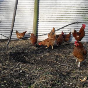 Isa Brown hens & rooster.