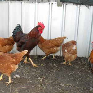 Golden spangled Hamburg cockerel & Isa Brown cockerel & pullets.