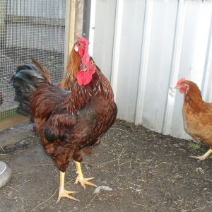 Isa Brown cockerel.