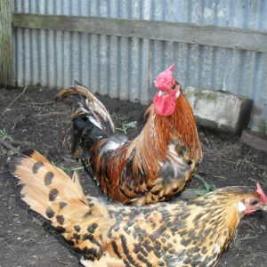 Golden Spangled Hamburg  rooster& pullets.