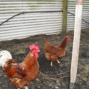 Isa Brown rooster & hen.