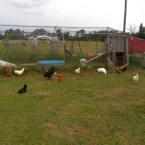 Briar Patch Farm Coop. We have recently closed in the open bottom of the actual coop. The run is made of an old steel carport frame enclosed with welded wire and chicken wire. The flock also has an additional run that is open air.