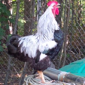 Something to crow about