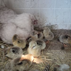 She's got her wings full