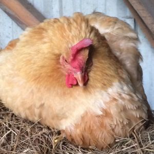 Buff Orpington hen determined to set even though she has no eggs to sit on!
