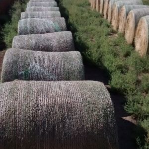 3rd cutting alfalfa