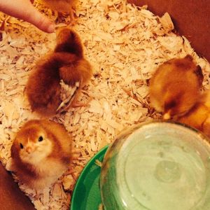 Here are our baby chicks, when we first got them, in early May 2015! They were so cute! We eventually lost the smallest one (Pikachu) due to a predator. :-(. But we still have 5!