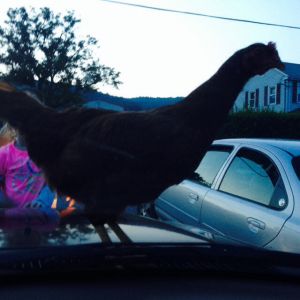 As I backed into our driveway, I looked up and right in front of me (on the hood of our truck), sits one of our chickens!!! Wouldn't move! Haha!