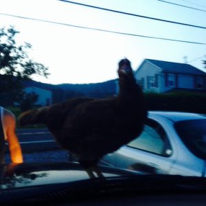 This chicken is staring me down as I sit in my truck, trying to shoo it off before I get more scratches!  Naughty Chicken!