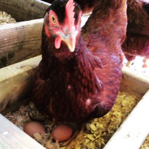 One of our Rhode Island Reds finally laid the first eggs! We are ecstatic! But think that maybe 3 out of 5 of them are Roosters. :-/. May not be so bad, I guess!