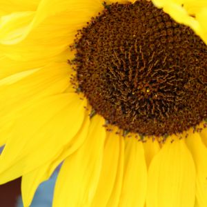 My favorite pic of a sunflower