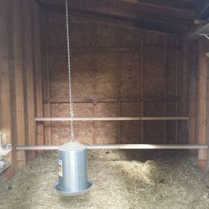 Roosts will be moved higher when the little ones are bigger