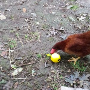 R.I.R. playing with chicken toy.
