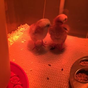 Maybe a few days old?