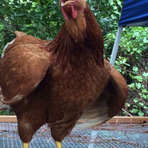 meet Ginger