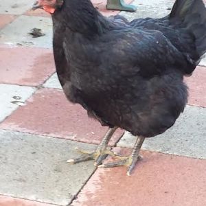 Beulah (supposed to be Black Australorp but we think she's a Jersey Giant