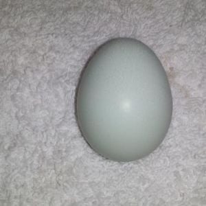 Normal egg from Agnes
