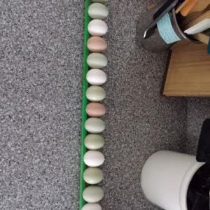 Egg skelter