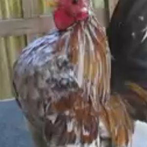 serama cock