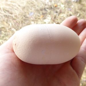 weird huge egg