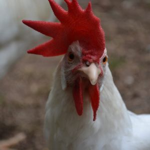 This was Maybelline (leg horn). She was originally Albert's girl but she passed away due to an engery. She was super sweet and layed the best eggs. The funny thing is when we first got her, I commented that she was ugly because she was skinny and had a really long neck- but she grew on me. Every day she would be by the fence waiting to see if I brought her, her usual treat. I miss her