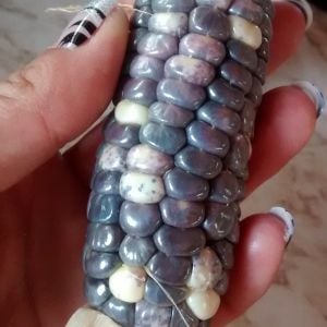 F1 hand pollinated blue maize