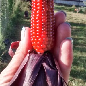 Exquisite coloring popped out of a cross between gem Indian corn and blue maize :)