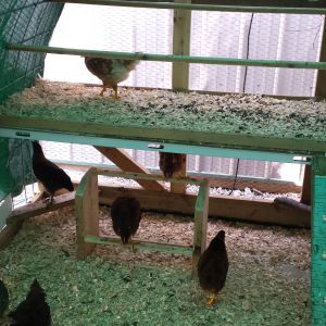girls enjoying more light as rear and top tarps are removed prior to installing 1" foil faced foam board for insulation