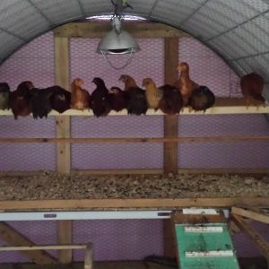 the girls enjoying the new insulated home (before they discovered how much they like to peck and eat foam!)