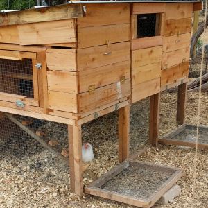 We combined 2 Urban Coop Co. starter coops into a medium sized coop. Hence their logo on the front, but it not looking as nice as theirs. It houses 10 right now with 4 nesting boxes (~3' X 18") and ~ 10 perches. Their pen is about 25' X 18'.