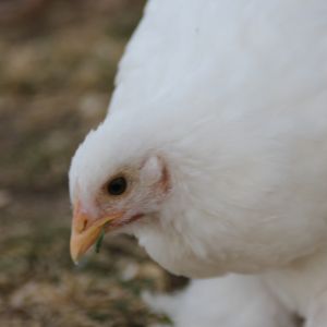 Paisley (White Cochin)