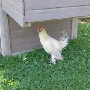 Fluffy my Bantam Rooster already crowing and almost 5 months old