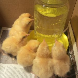 Our new babies.  Buff Orpingtons from a hatchery in Missouri.  4 days old today