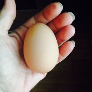 This is my triple yoker egg