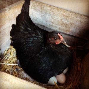 One of my Black Jersey Giant layer hens.