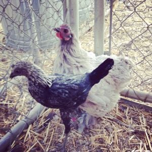 Bantam and Lulu, my Birchen Modern Game Bantam Hen
