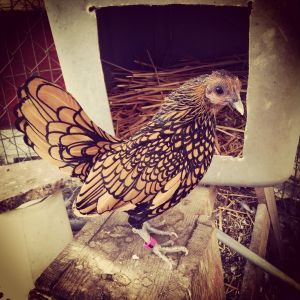 My prize bird "Tinuviel", a Golden Sebright hen.