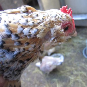 Here's a better picture.