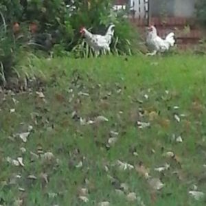4 roosters plotting to free their ladies.