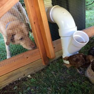 Dog meeting chickens