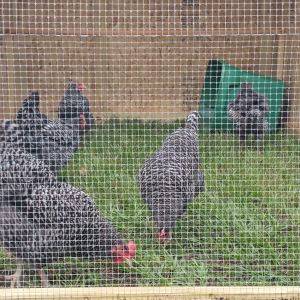 First pic taken of our first 5 chickens all Barred Rocks, 4 hens and 1 rooster.
