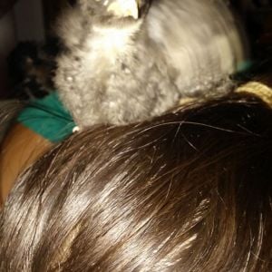 Easy to say, Akeichi is still my shoulder chicken, but Keiji here loves to sit on my head!