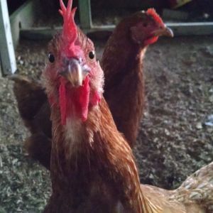 SO NOSY. SHE PECKED THE PH...