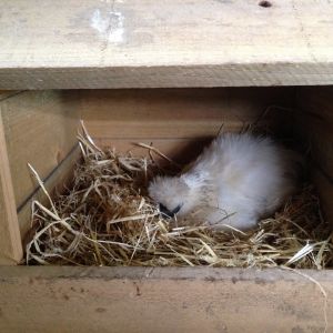 broody silkie, hoping to hatch some eggs from her

check out my other pics